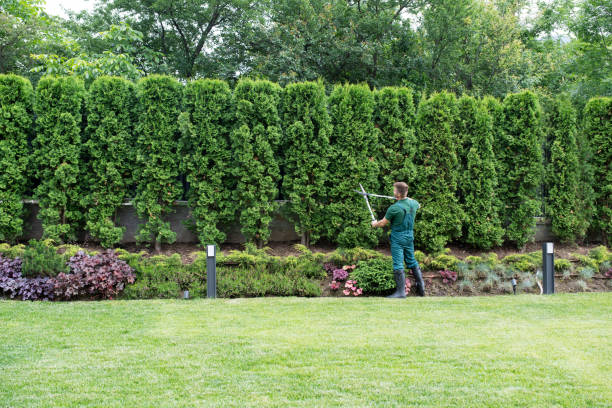 Versailles, KY Tree Removal Company